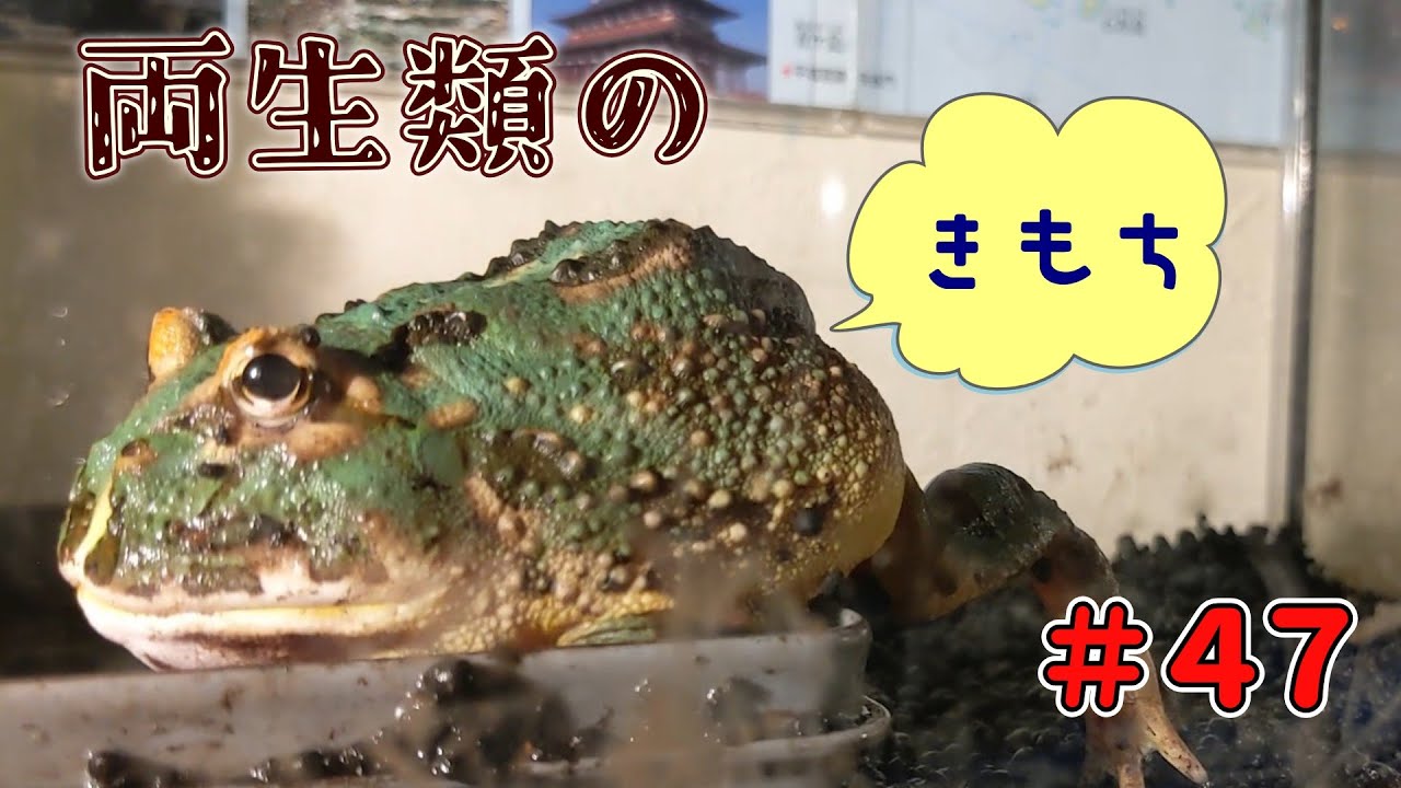 両生類のきもち 47　#クランウェルツノガエル  #脱皮 #リラックス