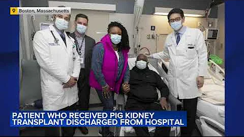 Man who received genetically modified pig kidney is out of the hospital