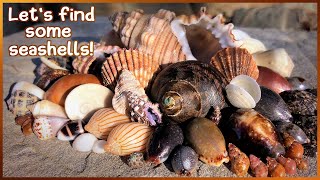 Finding Seashells at Low Tide | Black Limacina & Military Turban #shelling #shells