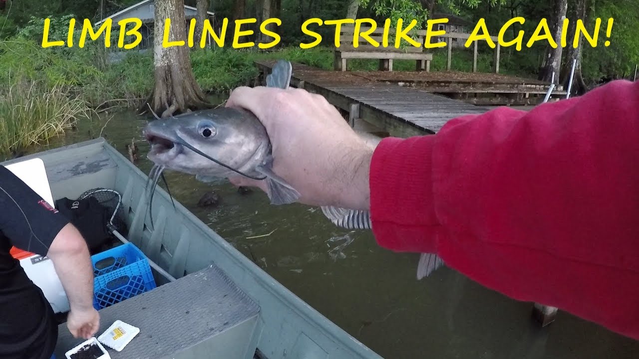 Limb Lines Strike AGAIN - Limb Line Fishing for Catfish - Jug