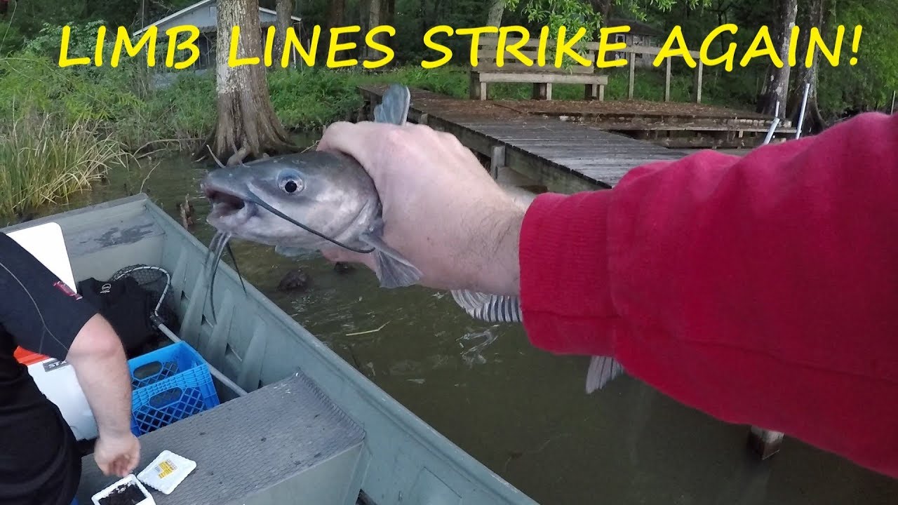 Limb Lines Strike AGAIN Limb Line Fishing for Catfish Jug Fishing