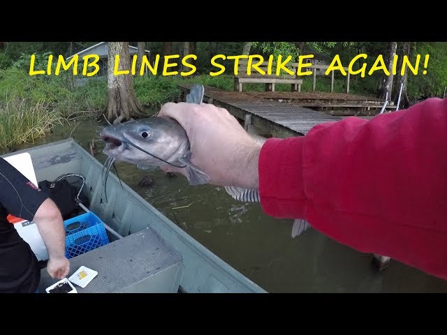 Limb Lines Strike AGAIN - Limb Line Fishing for Catfish - Jug Fishing for  Catfish 