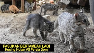 New Troops Doms Persian Cat Gets Acquainted With Leopard Cats