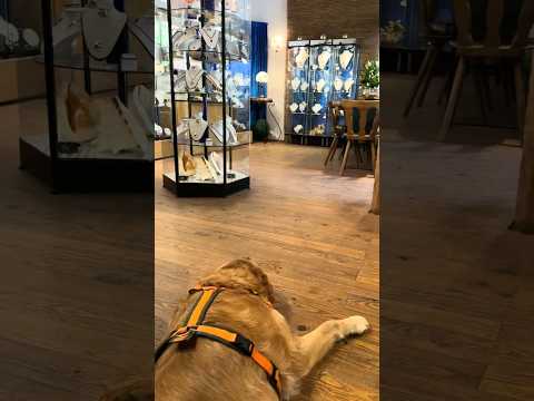 3 besondere Landvergnügen-Stops in Schleswig-Holstein mit Hund | Strandjungs