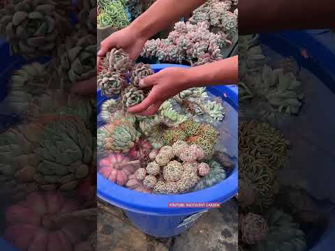 Video: Sukkulentenpflege in Zone 6: Wachsende Sukkulenten in Gärten der Zone 6