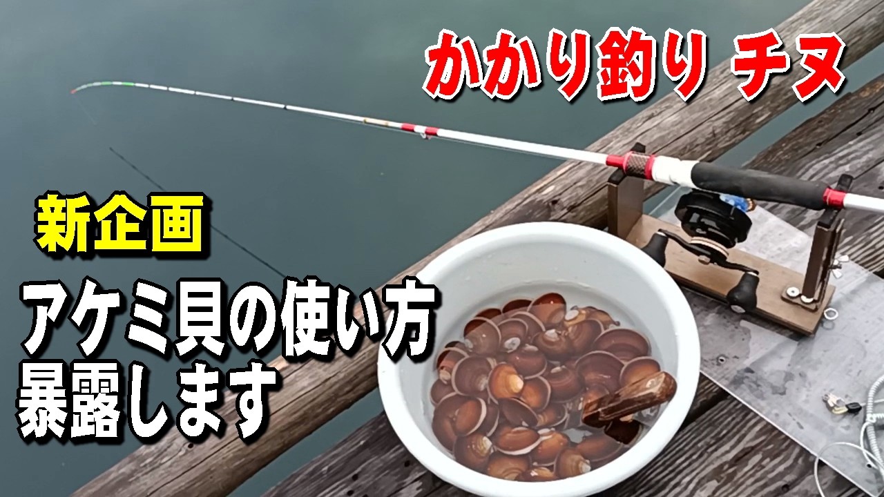 (新企画) 五ケ所湾下津浦の筏でチヌかかり釣りのアケミ貝の使い方を完全解説します。【チヌじぃー】