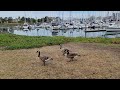 Walking Geese