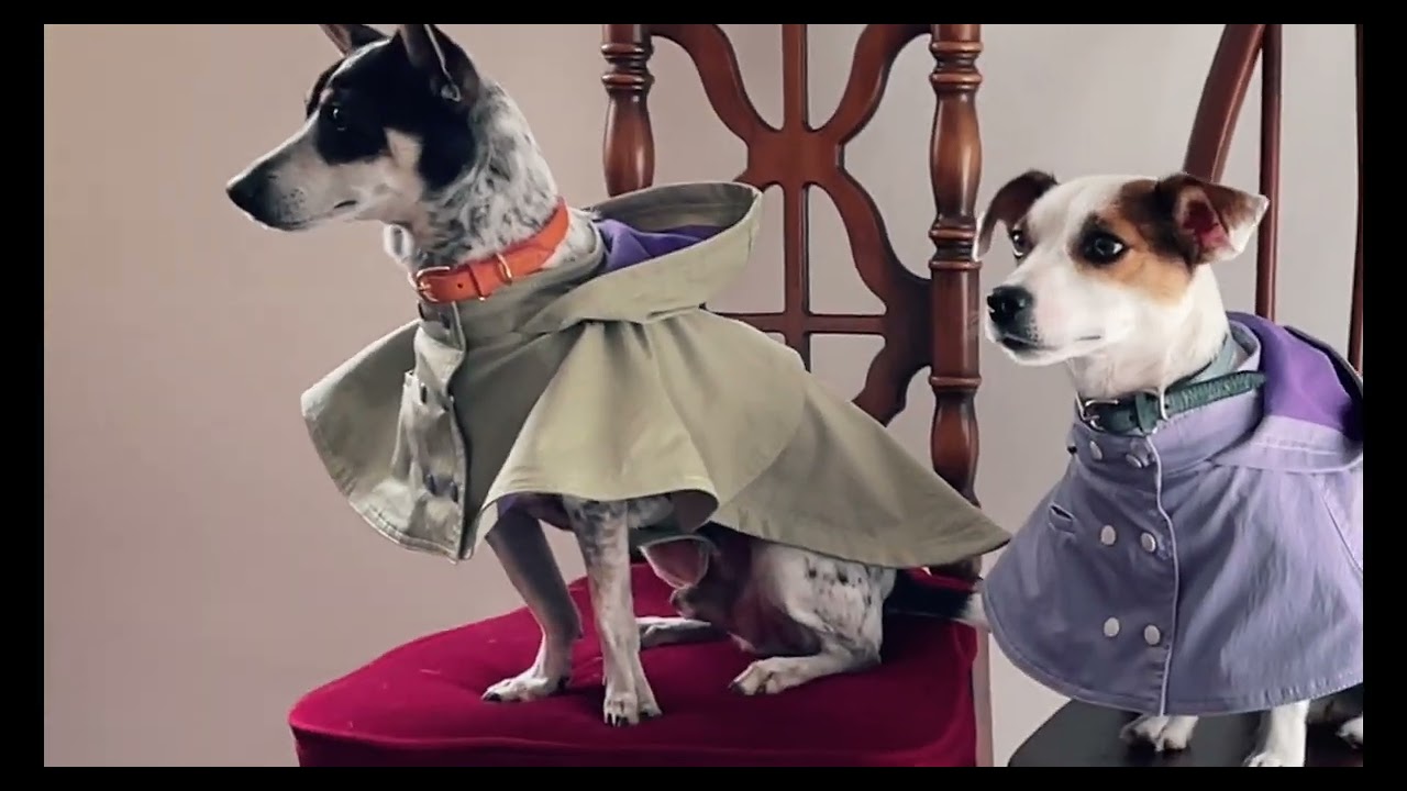 快適で高品質なDog(犬服)ウェアブランド・犬服-Numéro wang