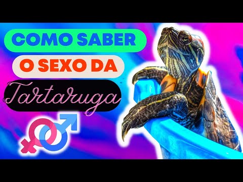 Vídeo: Como fazer sexo com sua tartaruga leopardo