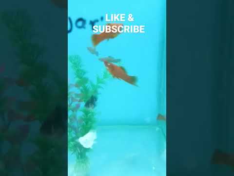 Video: Bala köpəkbalığı guppies yeyəcək?