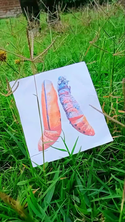 #pupa #jwildlifetv