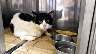 【地域猫】病状が安定しないシロ君にため息また一つ・・・【魚くれくれ野良猫】