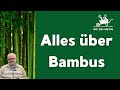 Bambus Im Garten Unsere Tipps