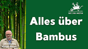 Wie alt wird Bambus im Garten?