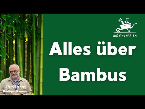 Video: Wie man Bambus im Garten anbaut und pflegt