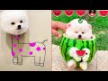 Tik Tok Chó Phốc Sóc Mini 😍 Funny and Cute Pomeranian #225