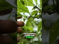 Capsicum lycianthoides Morphology Explained: El Pahuma