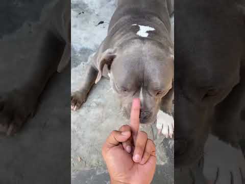 Aggressive Rottweiler vs