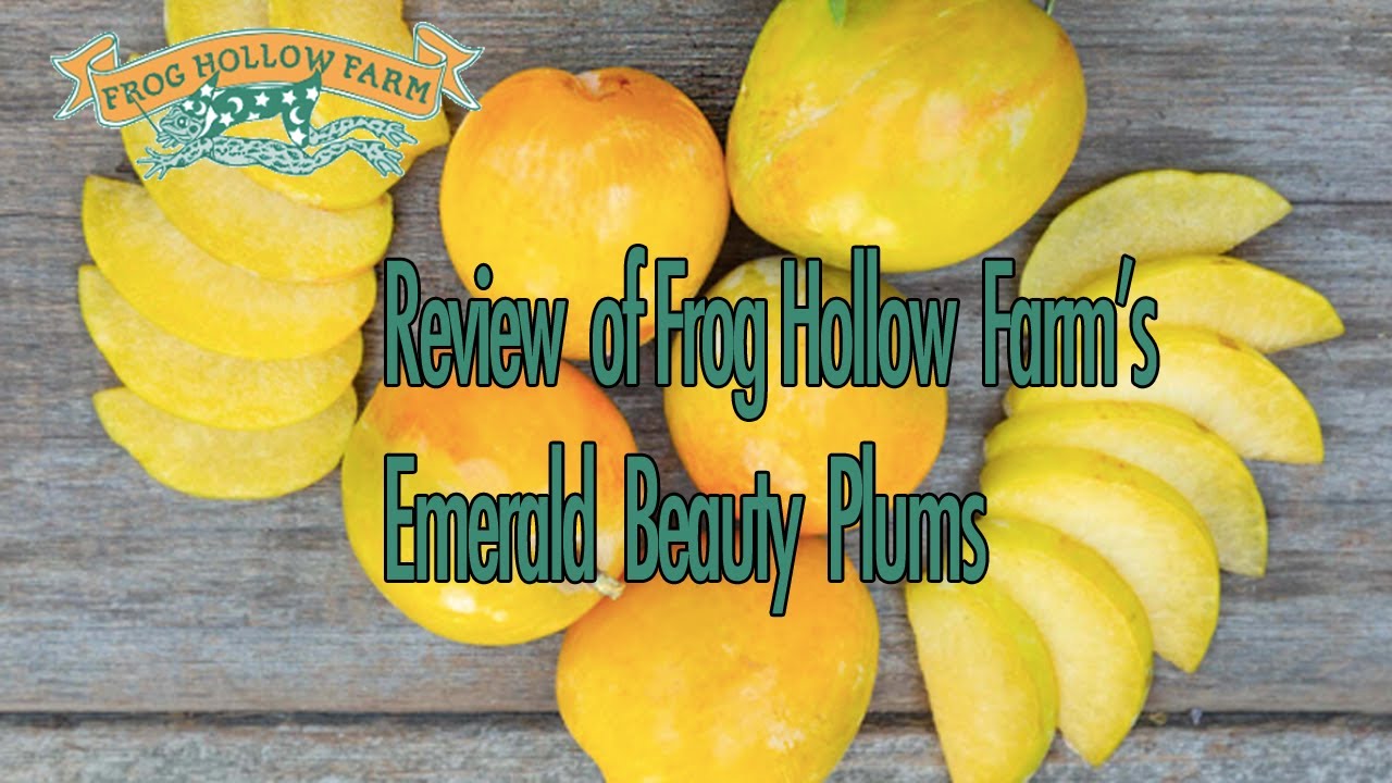 Review of Frog Hollow Farms Emerald Beauty Plums YouTube