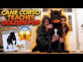 Cane Corso Teaches Golden Retriever Puppy! Dog Behaviorism Gold!