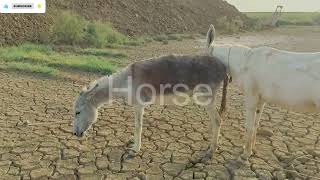 Rural Farm Life Donkey Breeding Season