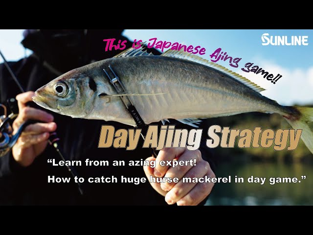 【Japanese Ajing game】Learn from an azing expert! How to catch huge horse mackerel in day game. class=