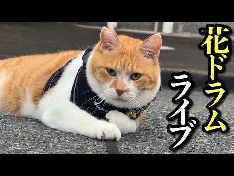 ChaCha: The Former Stray Cat - YouTube