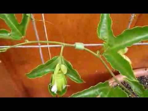Video: Training Young Passion Vines - Lär dig om Passion Flower Training