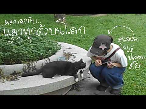 ผมบอกกับแมวทุกตัวบนโลกดูแลเธอให้ปลอดภัย (Official Cats M/V)