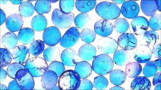Activated Ceramics