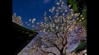 桜吹雪 初音ミク