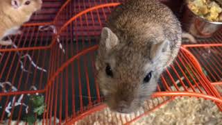 An update about my gerbils