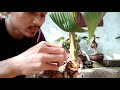 CARA MENGECILKAN DAUN BONSAI KELAPA DENGAN AMAN