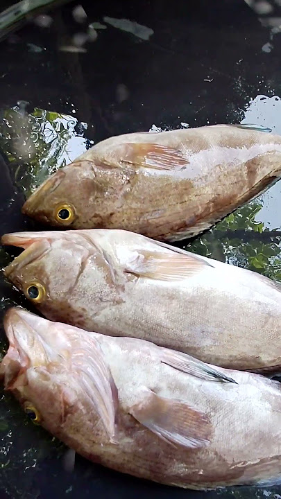 🥰Hi friends 😱😱. Cod Fish.in Kalava Meen. 🐟🐟. small meen 1 kg 250 to 300.big meen 350 to 400 varai 🐟