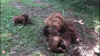 Inside the Orangutan Sanctuary Kuching | Borneo’s Gentle Giants 🦧🌿