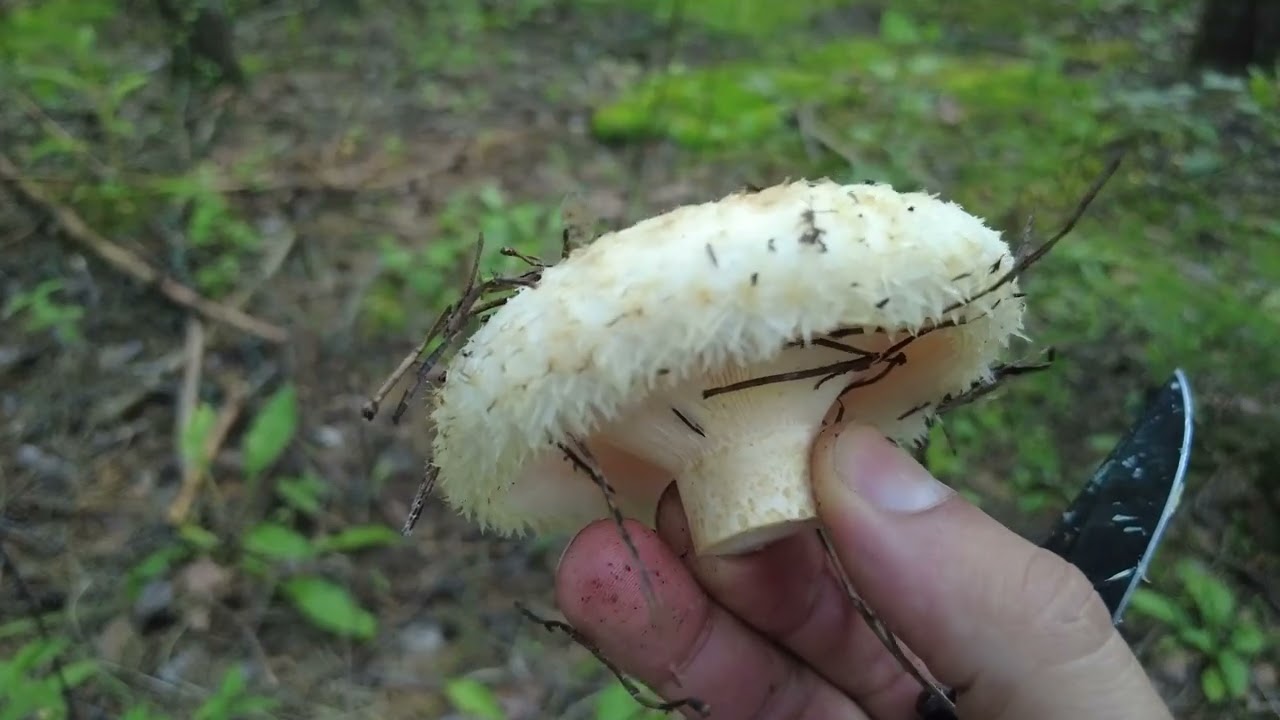 Добираем грузди (спустя два дня)