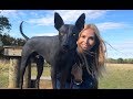 THE XOLO DOG - SCARY OR BEAUTIFUL? - Mexican Hairless Xoloitzcuintli の動画、YouTube動画。