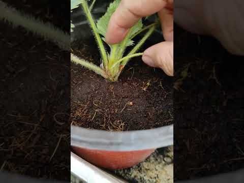 Video: Strawberi Houseplants - Petua Untuk Menanam Strawberi Dalam Ruangan