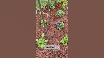 Do THIS To Prevent Weeds in the Garden