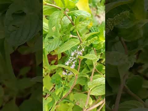 ఈ పువ్వుని ఎప్పుడైనా చూసారా?(Mint Flower)||#garden#pudina#mint#medicinalplants#