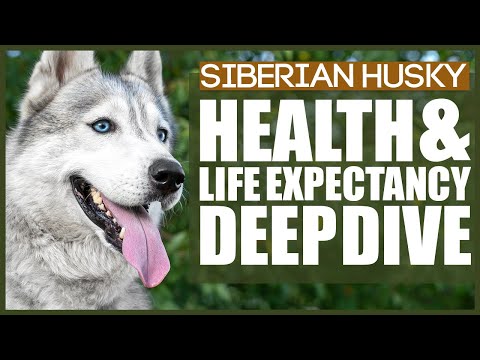 Video: Siberian Husky Dog Race Hypoallergenic, Health And Life Span