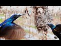 Strange SUNBIRD Visits Just to Watch | Sun Bird feeding in nest video | Dad After 4 days EP 6 DAY 4