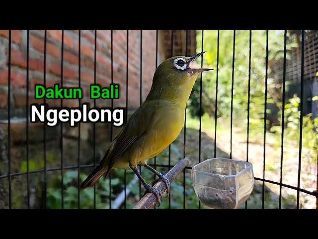 Suara Pleci Dakun Bali Ngeplong class=