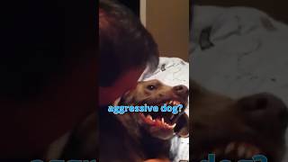 🐾 Mastering the Art of Handling Aggressive Dogs | Expert Tips and Techniques🐶🚫💢