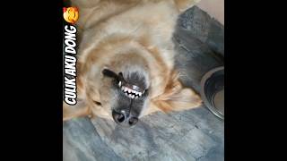 🥰Culik Aku Dong #cutelisa #campursari #dangdut #coversong #goldenretreivers