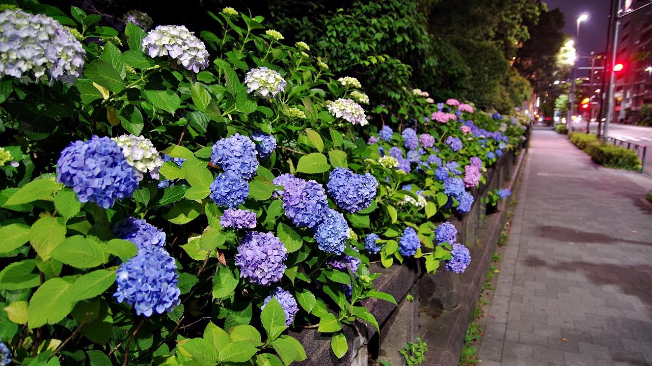 紫陽花 アジサイ あじさい 隅田公園 あじさいロード 台東区 21年 5月28日 花の金曜日 花金 Youtube