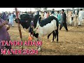 Tando Adam Mandi 2020 Bakra Eid 2020 Tando Adam Cattle Market