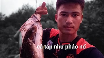 cá táp như pháo nổ lâu ngày mới đi câu lại #cauca #câulure #linh82vlog