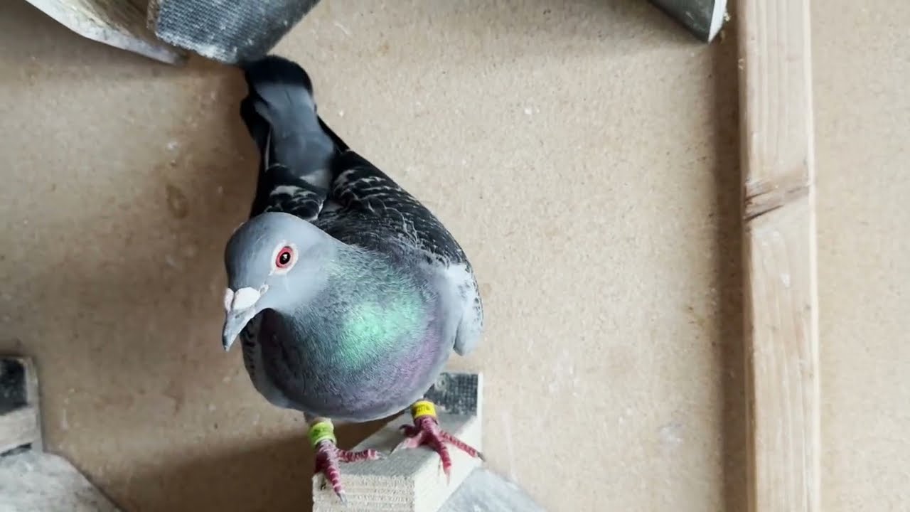 11. Preisflug ab Andrezel Paris (Gold Medaillen Flug) 660 km