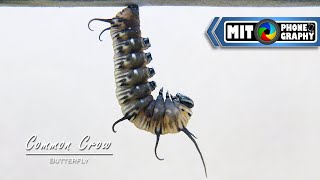 Euploea core (Common Crow) | Caterpillar to Butterfly Transformation  Timelapse